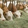 Завоз кормов для скота в Крым признали ненужным