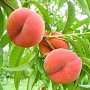 В Сакском районе неурожай персиков