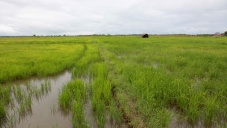 Крым не вернется к выращиванию риса