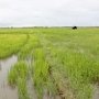 Крым не вернется к выращиванию риса