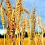 В Крыму завершили уборку ранних зерновых
