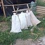 Житель Симферопольского района «замаскировал» коноплю в кукурузе