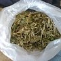 У севастопольца изъяли более килограмма марихуаны