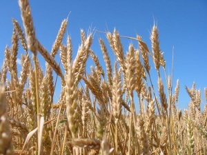 Крымские аграрии получат 376 миллионов рублей