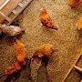 Куриц в Крыму стало больше