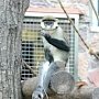В Севастополе полицейские изъяли животных из частного мини-зоопарка