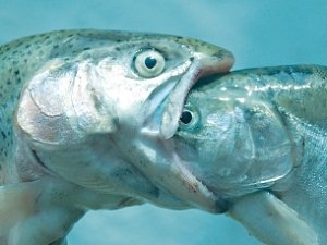 24 тонны рыбы не пустили в Крым