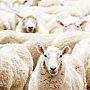 30 овец не прошли крымскую границу