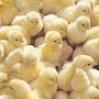 17 тыс. цыплят не прошли через крымскую границу