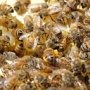 На территорию Крыма не пустили 13 пчелиных семей