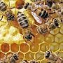 «Неправильных» пчел остановили на крымской границе