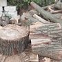 На Холме Славы в Ялте незаконно срубили 162 дерева