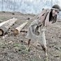 Лесным хозяйствам в Крыму запретили рубить деревья