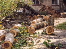 В Крыму запрещено рубить деревья