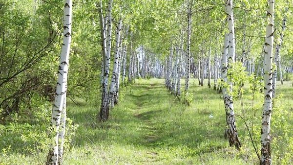 В.И. Кашин принял участие в торжественном собрании, посвященном празднованию Дня работника леса