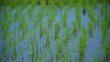 Учёные предупредили о гибели в Крыму почв в районах выращивания риса