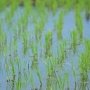 Учёные предупредили о гибели в Крыму почв в районах выращивания риса