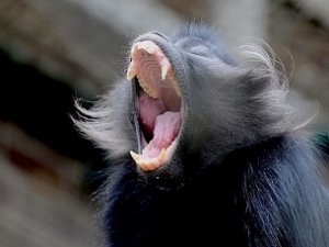 Владельцу обезьяны — убийцы ребенка — светит до двух лет