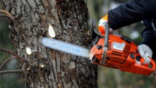 Лесники поймали в Крыму нарушителя запрета на рубку леса