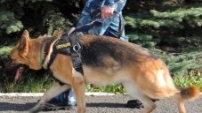 Крыму подарили 13 служебных собак из Краснодара