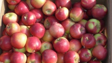 Завтра в Евпатории откроют «Дни яблока»