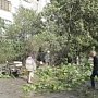 Шторм в Ялте повалил более сотни деревьев