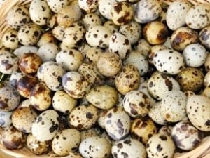 Крым вернул Украине три тысячи перепелиных яиц