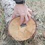 Крым будет учитывать дрова по-умному