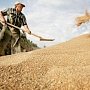 Крым собрал 1,1 млн тонн зерновых и зернобобовых