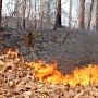 Население Крыма призвали не посещать леса из-за опасности пожаров