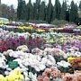 В Никитском ботаническом саду устроят «Бал хризантем»