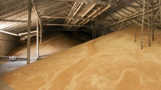Производство зерна в Крыму призвали довести до 3 млн. тонн в год