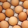 Триста тысяч яиц не пустили в Крым из Украины