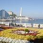 В Севастополе откроется «Бал хризантем»