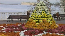 На «Балу хризантем» в Севастополе представили 28 сортов цветка