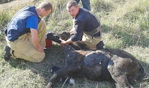 В Алуште спасатели вытянули из колодца жеребенка