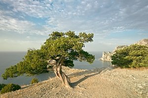 Символом Крыма предложили сделать можжевельник