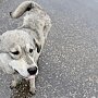 На дороге в Крыму перевернулся сбивший собаку мотоциклист