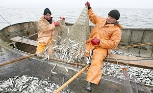 Рыболовецким предприятиям Крыма выдали первые российские разрешения на работу