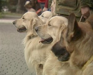 Кинологи МЧС России впервые начали в Севастополе аттестацию собак-спасателей