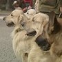 Кинологи МЧС России впервые начали в Севастополе аттестацию собак-спасателей