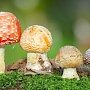 Севастопольцы массово травятся грибами