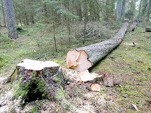 За два месяца в Крыму в лесах незаконно срубили 500 деревьев