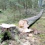 За два месяца в Крыму в лесах незаконно срубили 500 деревьев