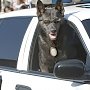 Транспортная полиция в Крыму впервые обзавелась служебными собаками