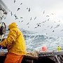 Акваторию у берегов Крыма будут делить на рыбопромысловые участки