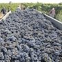 Аграрии собрали в Крыму почти 60 тыс. тонн винограда и фруктов