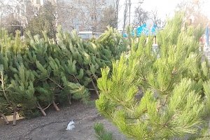 В Севастополе заготовят меньше половины потребности в елках
