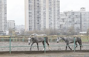 Власти Алушты потребовали убрать лошадей с улиц города