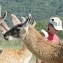 На парк «Козья Балка» в Крыму завели дело из-за нападения антилопы на девочку
